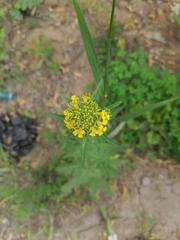 Sisymbrium loeselii