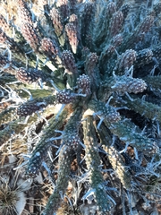 Euphorbia crassipes