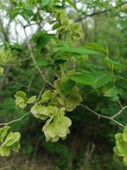 Ulmus pumila
