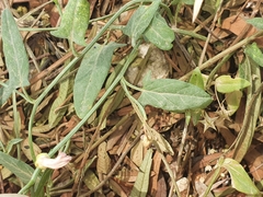 Convolvulus arvensis image