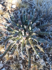 Euphorbia crassipes