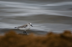 Calidris alba