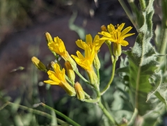 Crepis intermedia