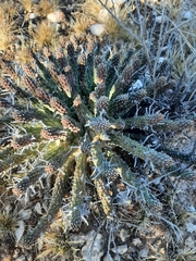 Euphorbia crassipes