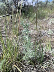 Artemisia borealis