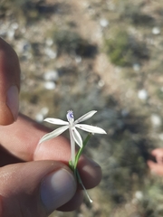 Lapeirousia kalahariensis