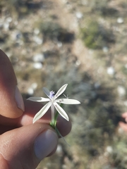 Lapeirousia kalahariensis