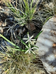 Lapeirousia kalahariensis
