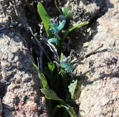 Lachenalia viridiflora