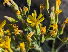 Crepis intermedia