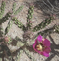 Acmaeoderini
