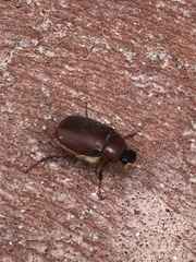 Phyllophaga crassissima