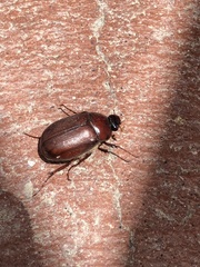 Phyllophaga crassissima