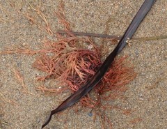 Desmarestia aculeata