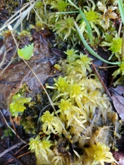 Sphagnum riparium