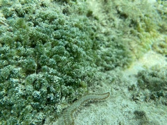 Dasycladus vermicularis