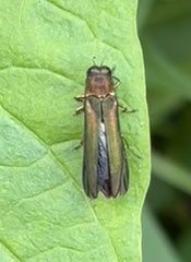 Agrilaxia flavimana