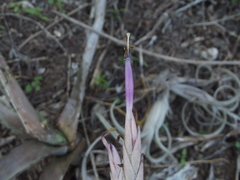 Tillandsia intermedia