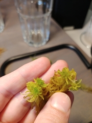 Sphagnum riparium