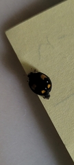 Harmonia axyridis