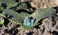 Lachenalia viridiflora