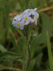Myosotis imitata