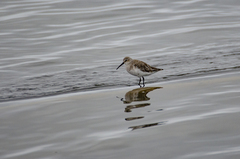 Calidris ferruginea