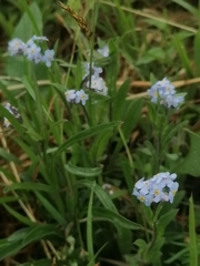 Myosotis imitata