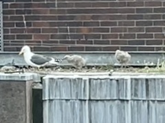 Larus fuscus