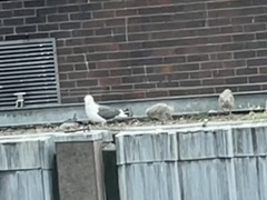 Larus fuscus