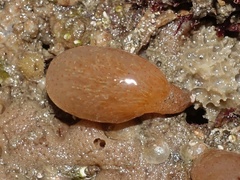 Aplidium punctum