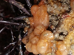 Aplidium punctum