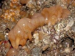 Aplidium punctum