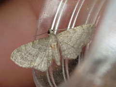 Eupithecia haworthiata