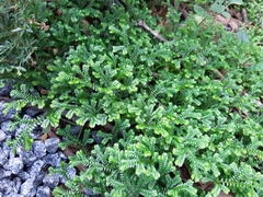Selaginella