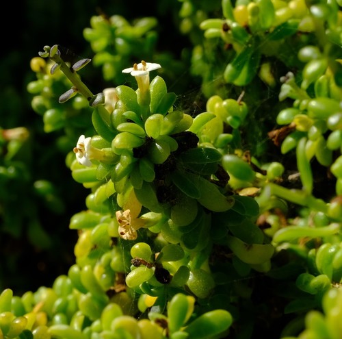 Lycium tetrandrum