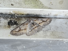 Stenoporpia