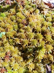 Sphagnum pulchrum