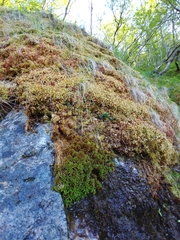 Sphagnum pulchrum