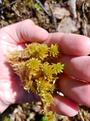 Sphagnum pulchrum