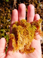 Sphagnum pulchrum