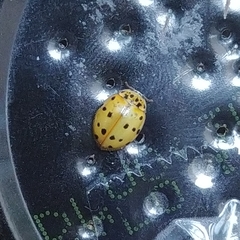 Harmonia quadripunctata