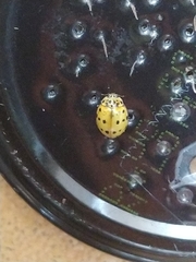 Harmonia quadripunctata