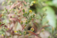 Mimetanthe pilosa