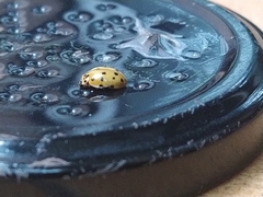 Harmonia quadripunctata