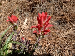 Castilleja cryptandra