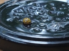 Harmonia quadripunctata