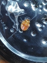 Harmonia quadripunctata