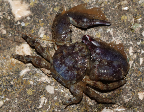 Dlakavi porculanski rak (Porcellana platycheles)