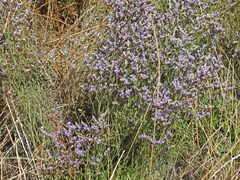 Limonium californicum